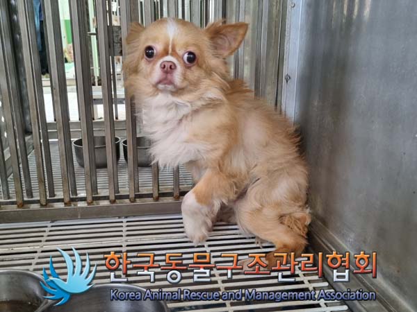 종료(입양) 치와와…